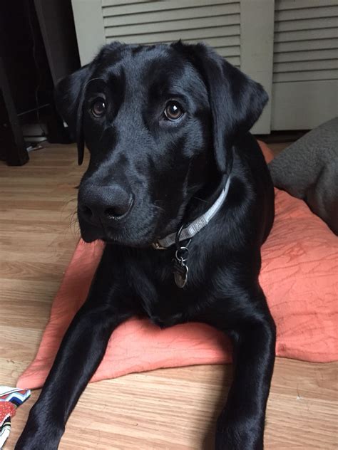 labrador retriever 6 months old